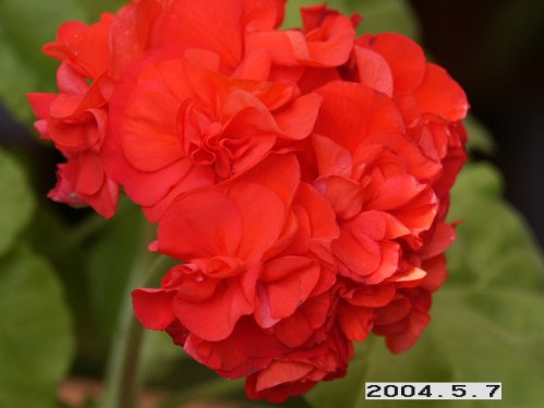 South Africas Sun  - Gyllenbladiga pelargoner.